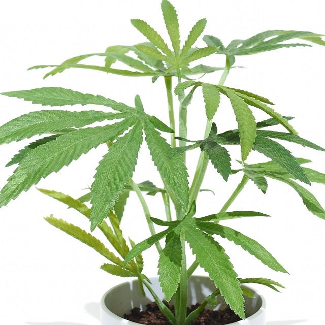 Faux Silk Potted Plant 10" Clone Black - 2