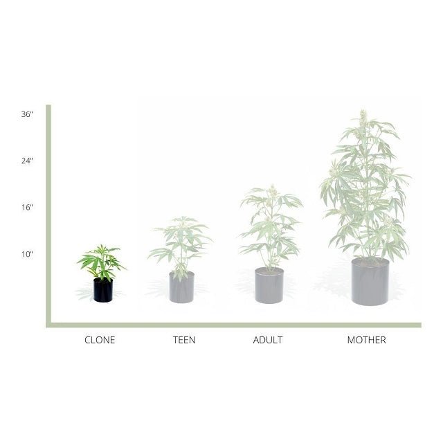 Faux Silk Potted Plant 10" Clone Black - 4