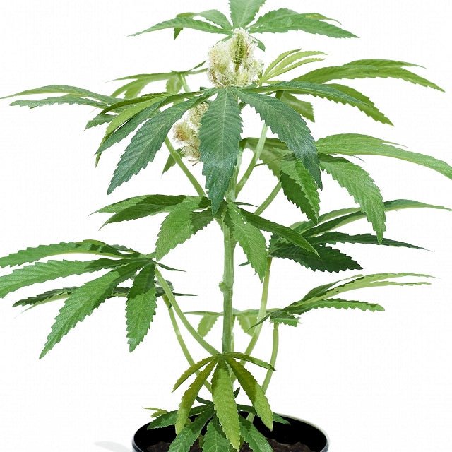 Faux Silk Potted Plant 16" Teen Black - 2