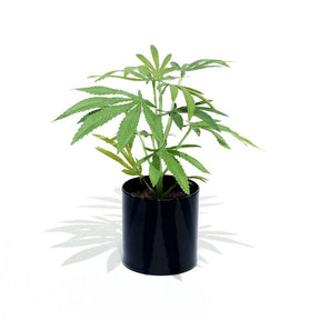Faux Silk Potted Plant 10" Clone Black - 1