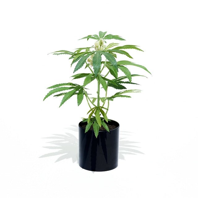 Faux Silk Potted Plant 16" Teen Black - 1